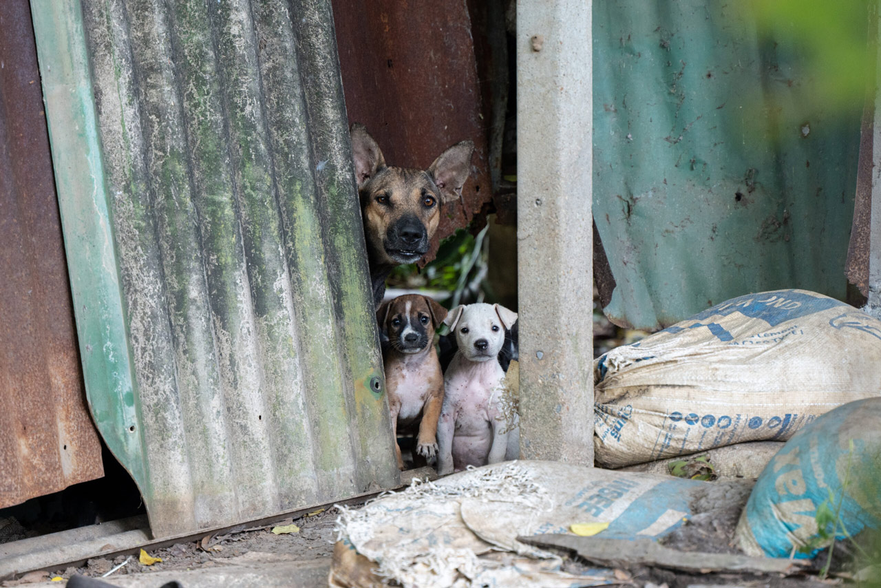 SC Directs Every District to Set Up Fully Functional Animal Birth Control Centres